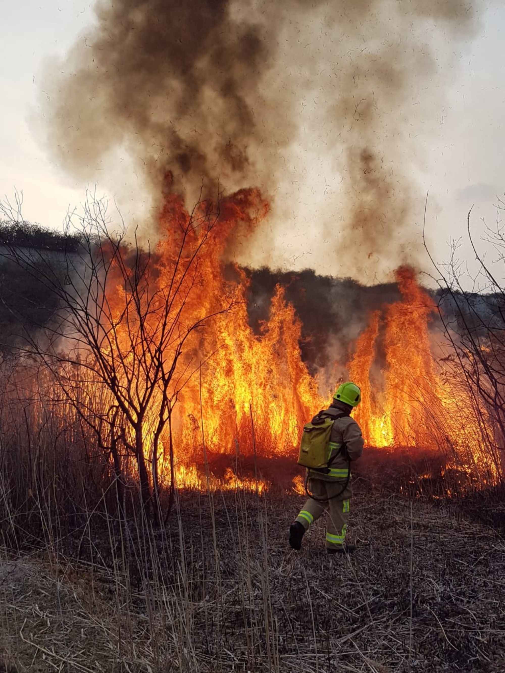 FF and wildfire
